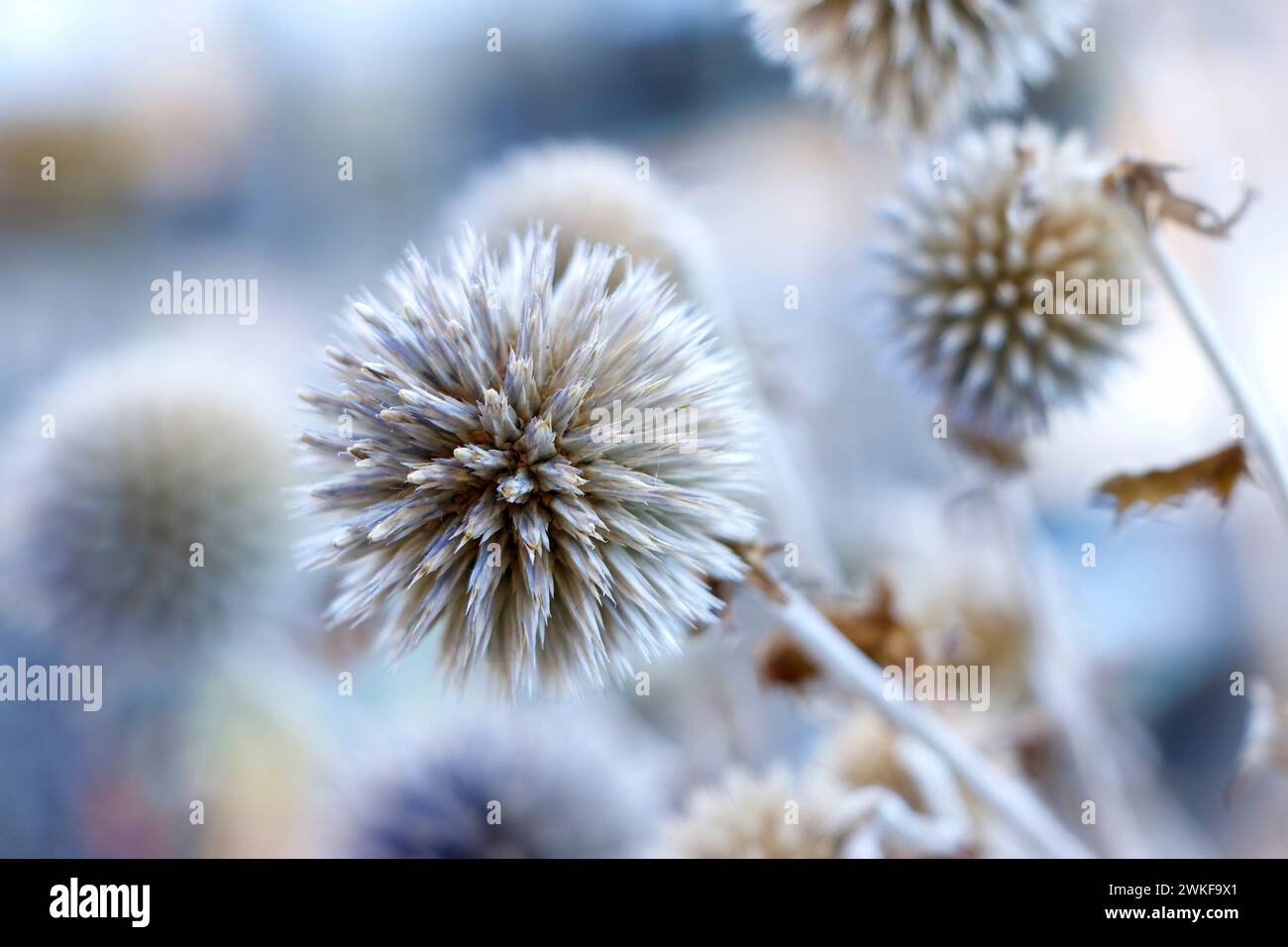 primo piano del cardo globo Echinops essiccato Foto Stock