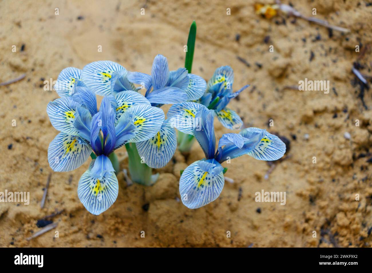 primo piano del fiore di Iris reticulata Foto Stock