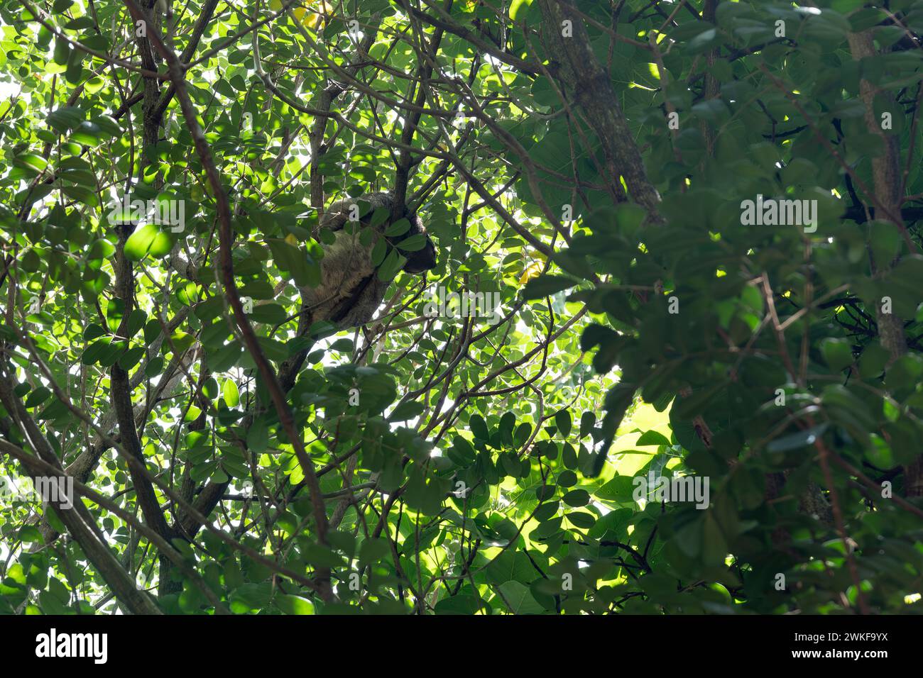 Bradipo alto nella tettoia della foresta atlantica in Brasile Foto Stock
