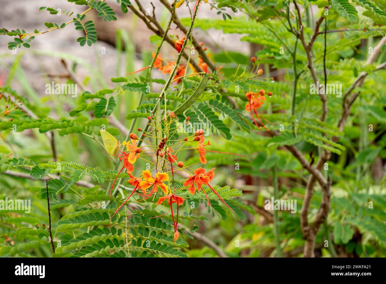 la farfalla di zolfo senza nuvole si nutre di fiori di pavone Foto Stock