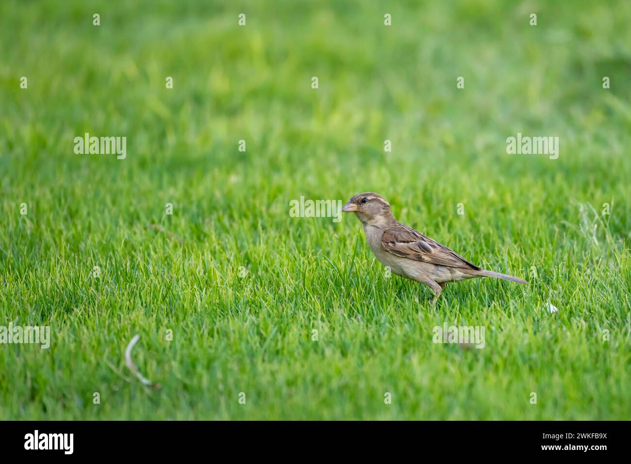 House Sparrow sull'erba del Lodge nel deserto, girato con la luce della tarda primavera a Bitterwasser Namibia, Africa Foto Stock
