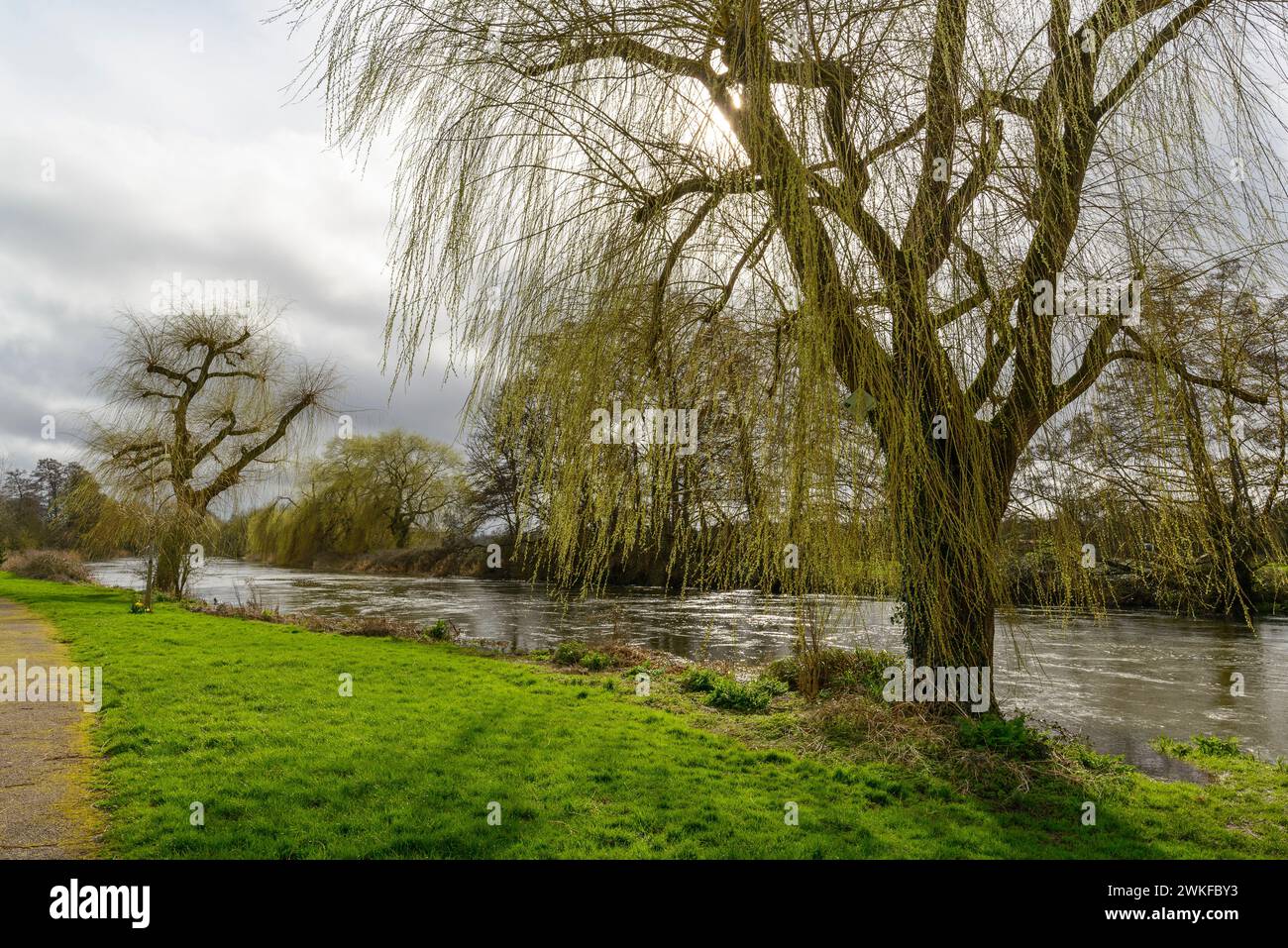 Salici piangenti (Salix babylonica) su una riva del fiume a fine inverno/inizio primavera, Regno Unito Foto Stock