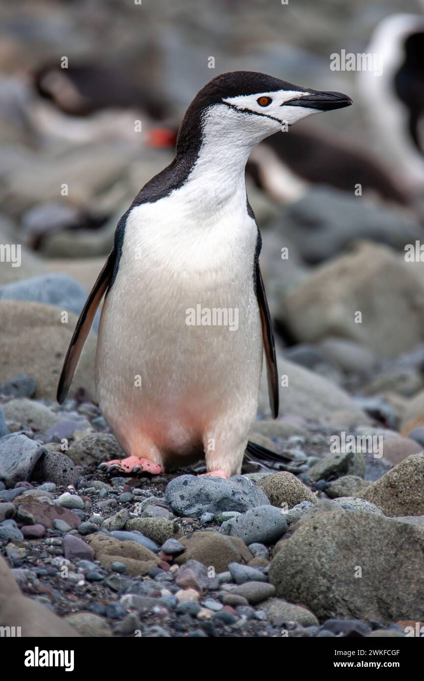 Pinguino di Chinstrap (Pygoscelis antarcticus) sulla spiaggia rocciosa, Isole Shetland meridionali, Isole Sub antartiche, Penisola antartica Foto Stock