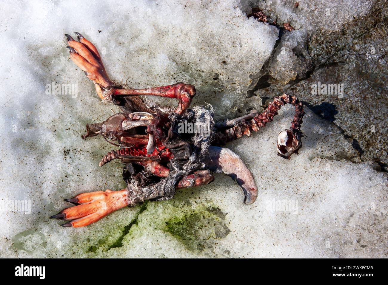 Resti di un giovane pinguino di Gentoo, ( Pygoscelis papua ) ucciso e mangiato da un predatore uccello Skua, Anders Island, Penisola Antartica, Antartide Foto Stock