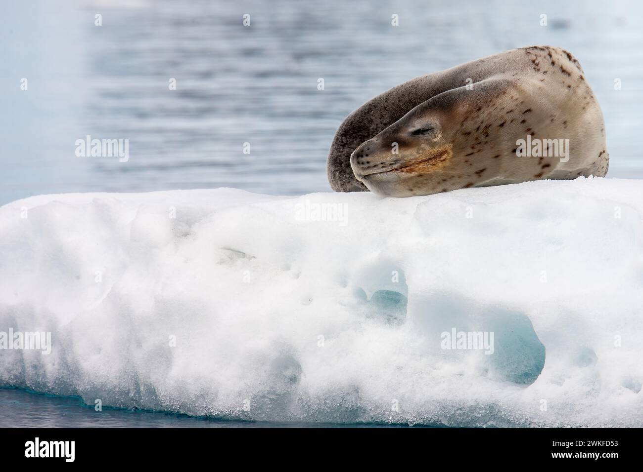 Foca leopardata ( Hydrurga leptonyx ) che poggia su un iceberg in una baia sulla penisola antartica, Antartide Foto Stock