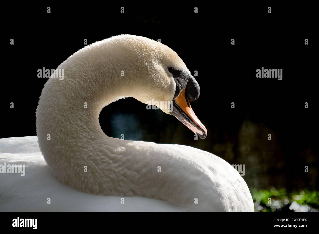 Un cigno bianco che si posa con grazia con la testa inclinata davanti alla telecamera Foto Stock