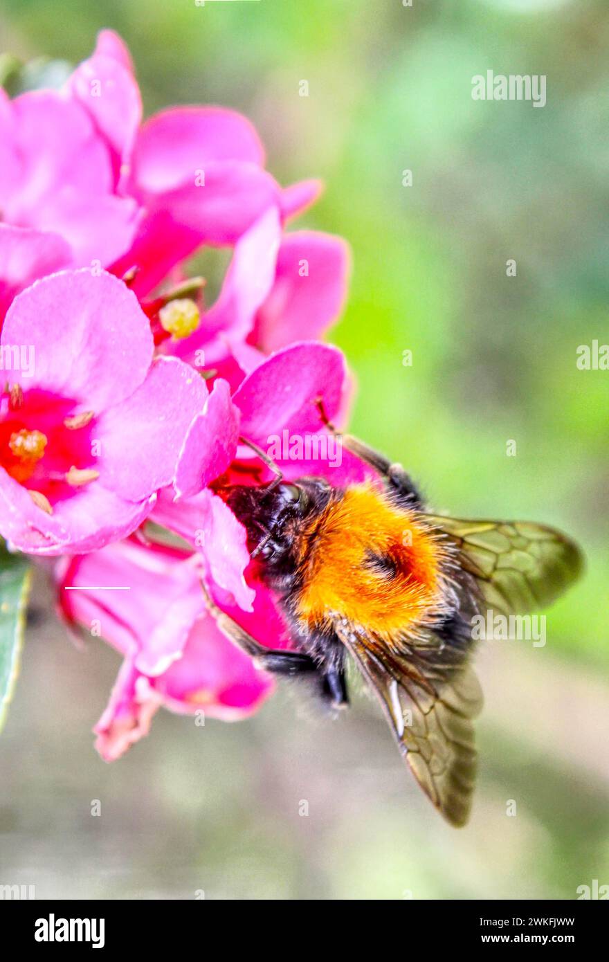 Un'ape che raccoglie polline per trasformare in nettare in un giorno d'estate un'immagine HDR Foto Stock