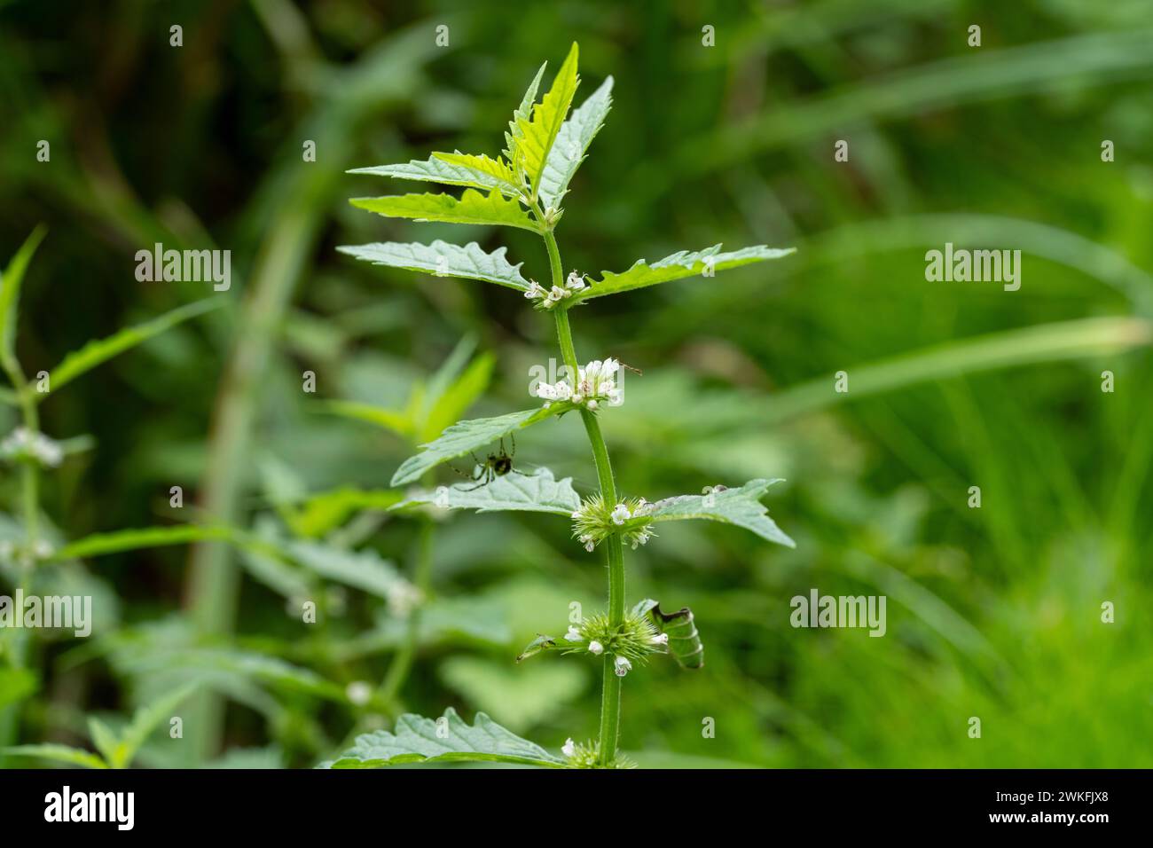 Lamium album famiglia Lamiaceae genere Lamium Ortica bianca Ortica morta bianca natura selvaggia piante fotografia Foto Stock