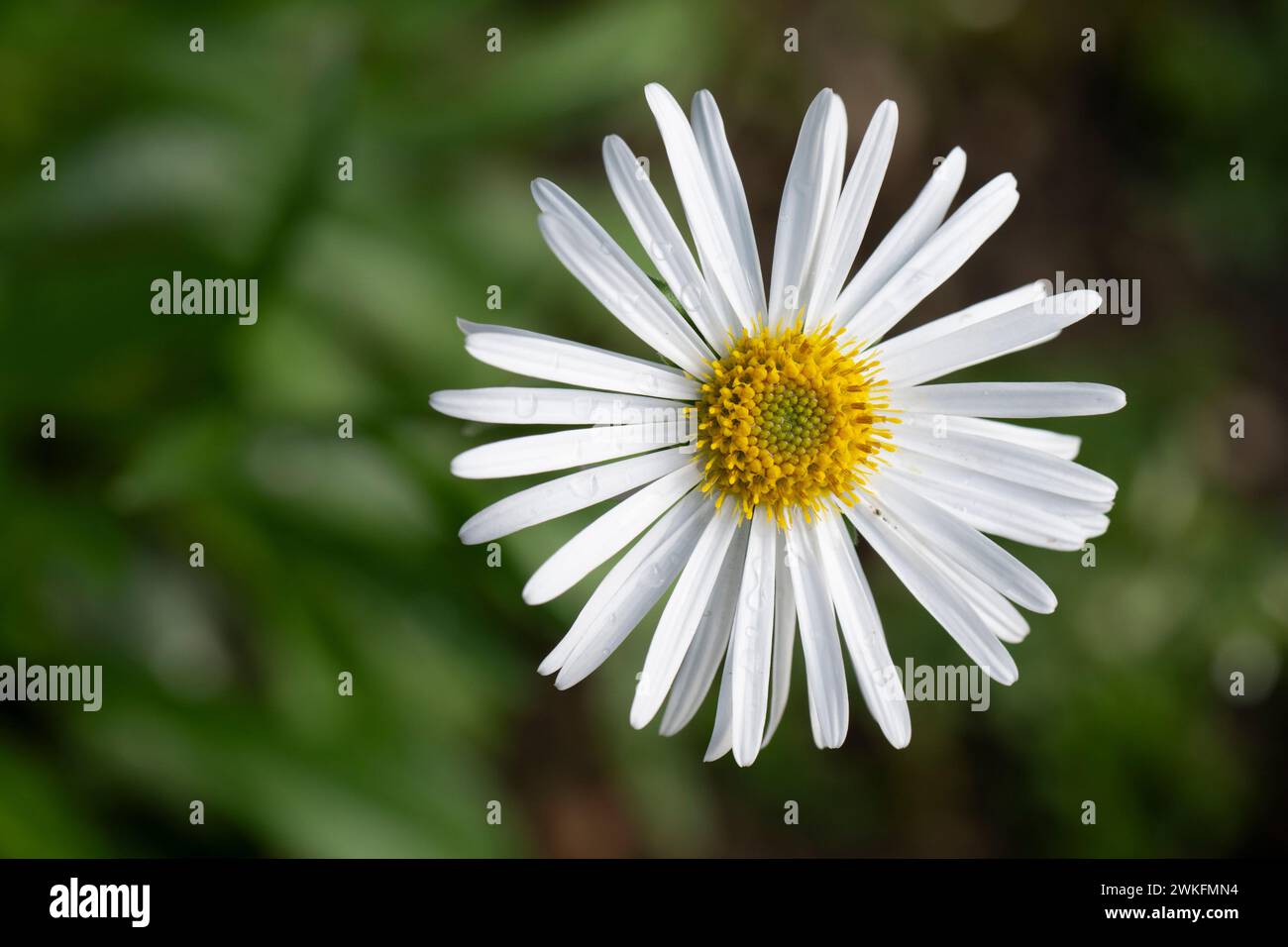 OX-Eye Daisy, Leucanthemum vulgare, cresce nel giardino di cottage Foto Stock