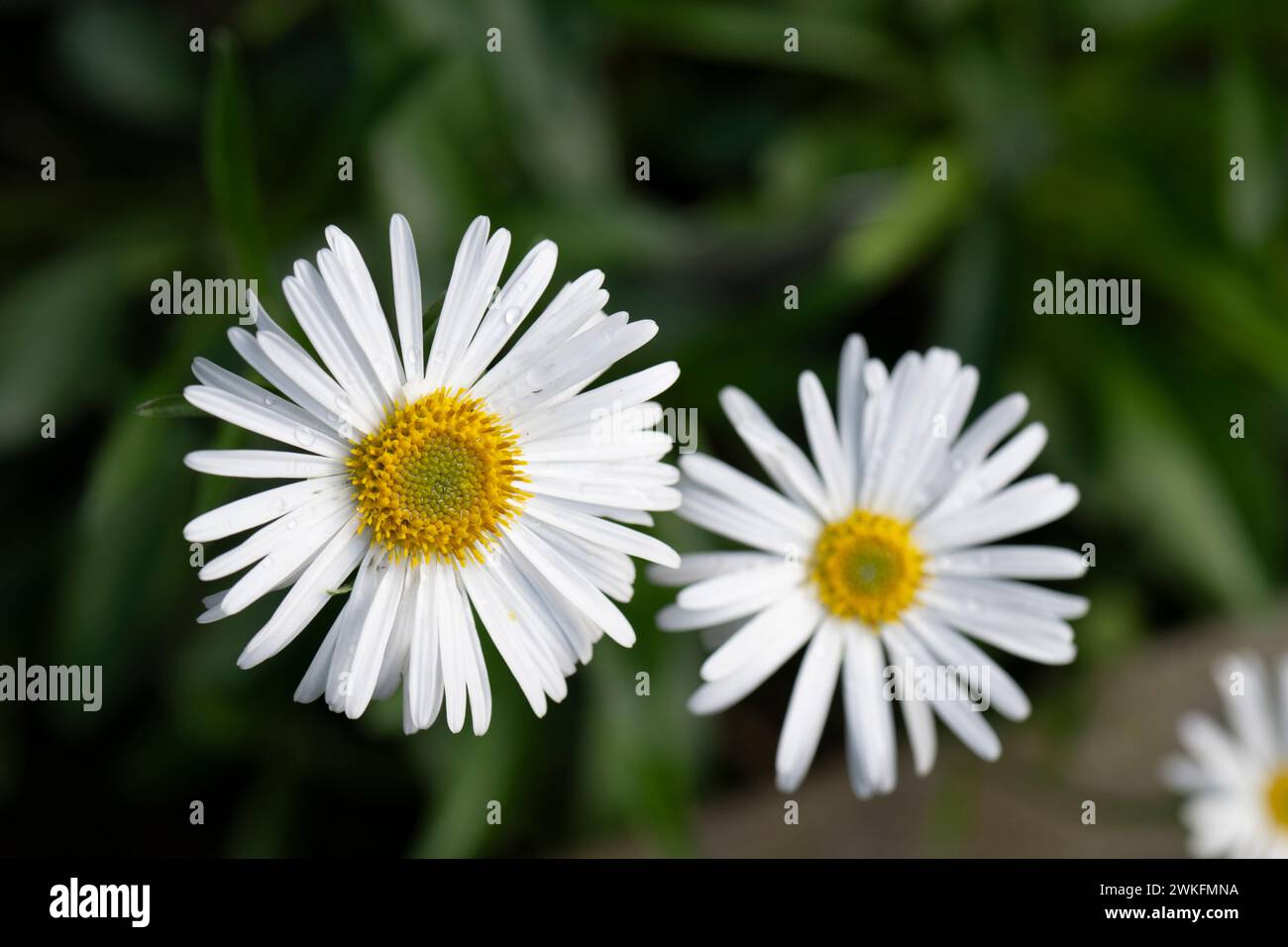 OX-Eye Daisy, Leucanthemum vulgare, cresce nel giardino di cottage Foto Stock