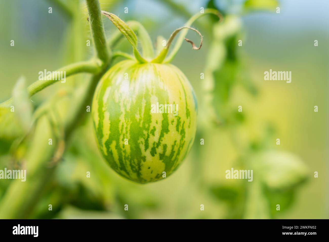 Zebra verde arancio acuta. Piante di pomodoro (Solanum lycopersicum) in serra. Sfondo di verdure. Foto Stock