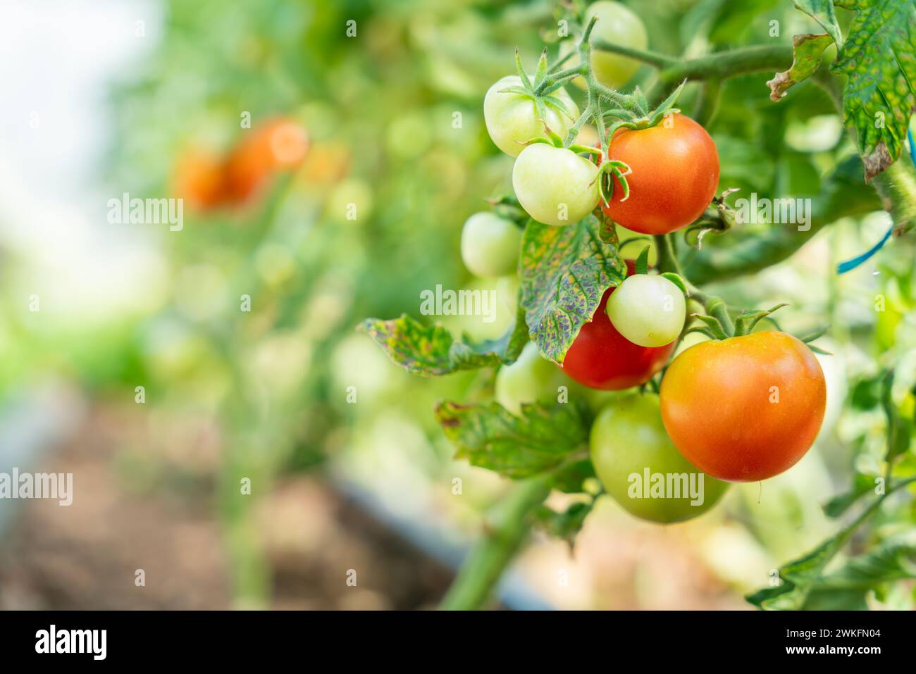 Piante di pomodoro (Solanum lycopersicum) in serra. Pomodoro serra. Le piante di pomodoro crescono. Sfondo di verdure. Foto Stock