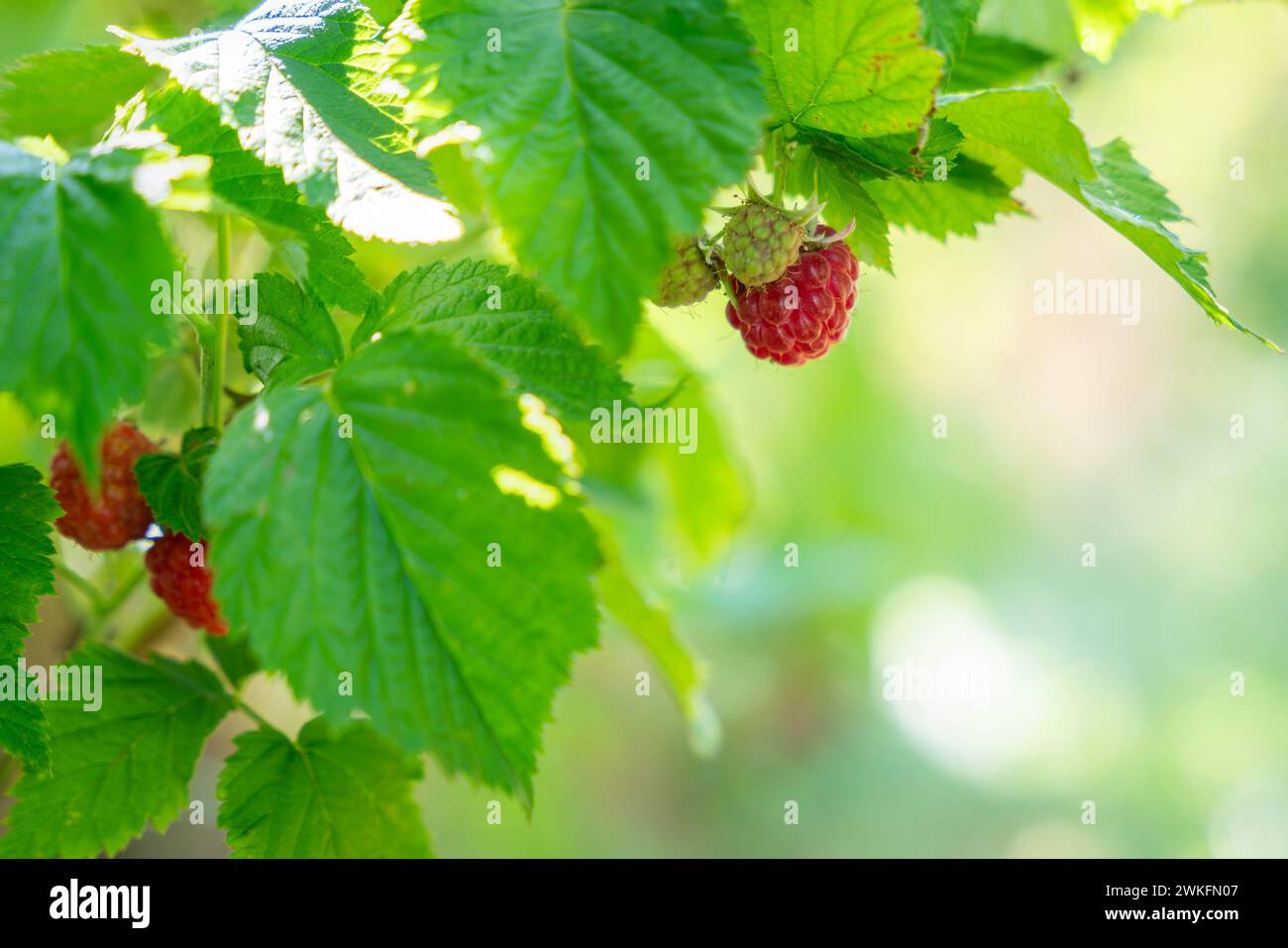 Bacche dolci rosse che crescono su un cespuglio di lamponi nell'orto della frutta. Informazioni sulla pianta del lampone. Foto Stock