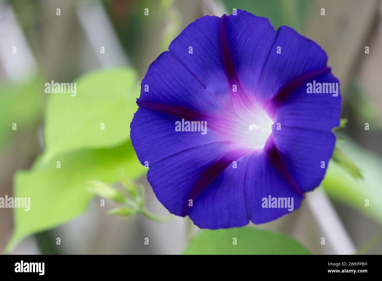 Morning Glory, Ipomoea purpurea, fioritura in estate, Brownsburg-Chatham, Quebec, Canada Foto Stock