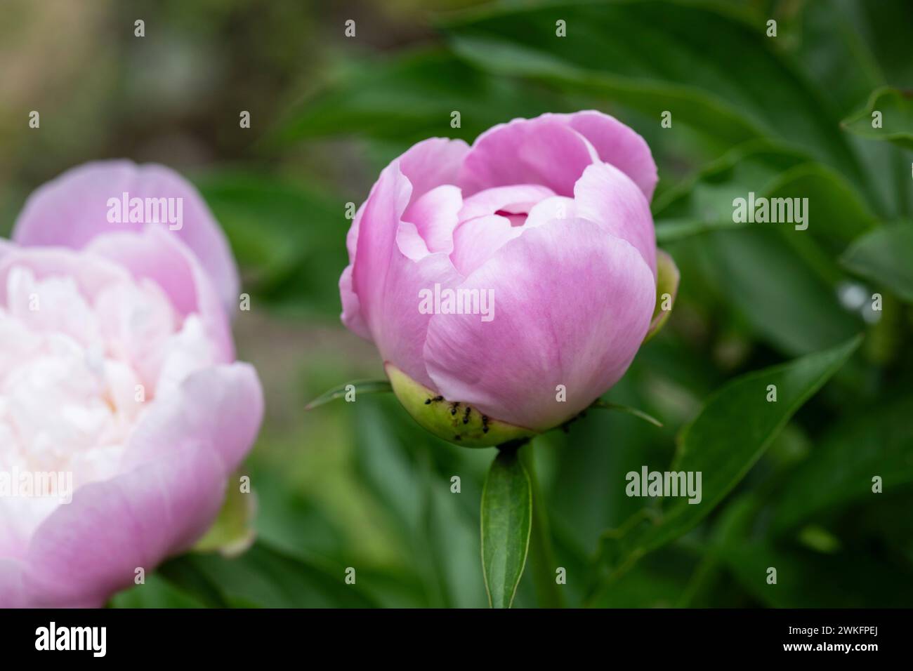 paeonia lactiflora, peonia da giardino comune che cresce nel giardino di cottage, Brownsburg-Chatham, Quebec, Canada Foto Stock