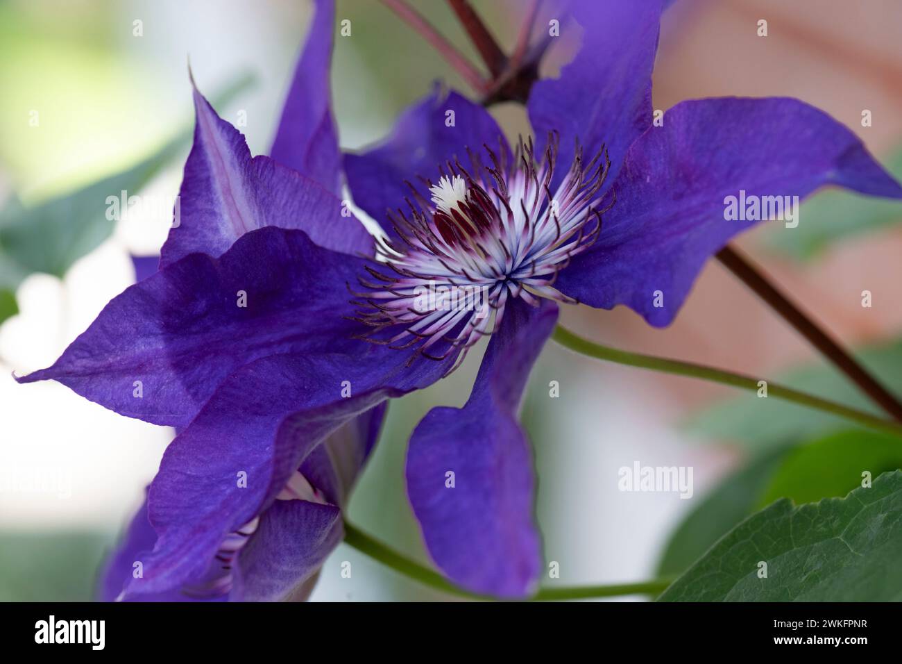 Clematis, Clematis Jackmanii, grande, fiore, che sale sul lato di una casa Foto Stock