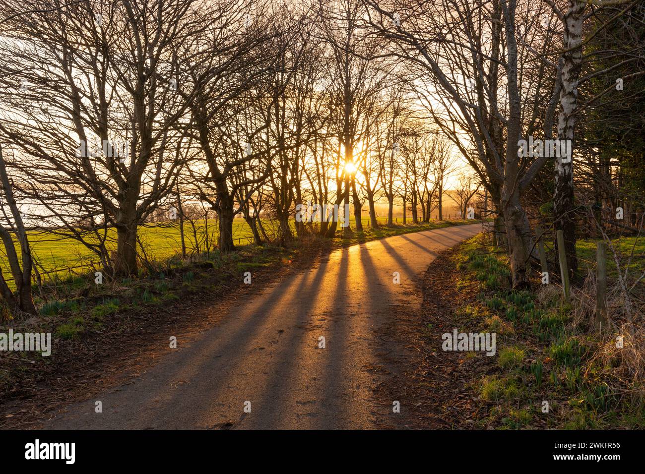 Lunghe ombre gettate da un basso sole invernale sul sentiero costiero di Fife vicino a Dalgety Bay Fife, Scozia. Foto Stock