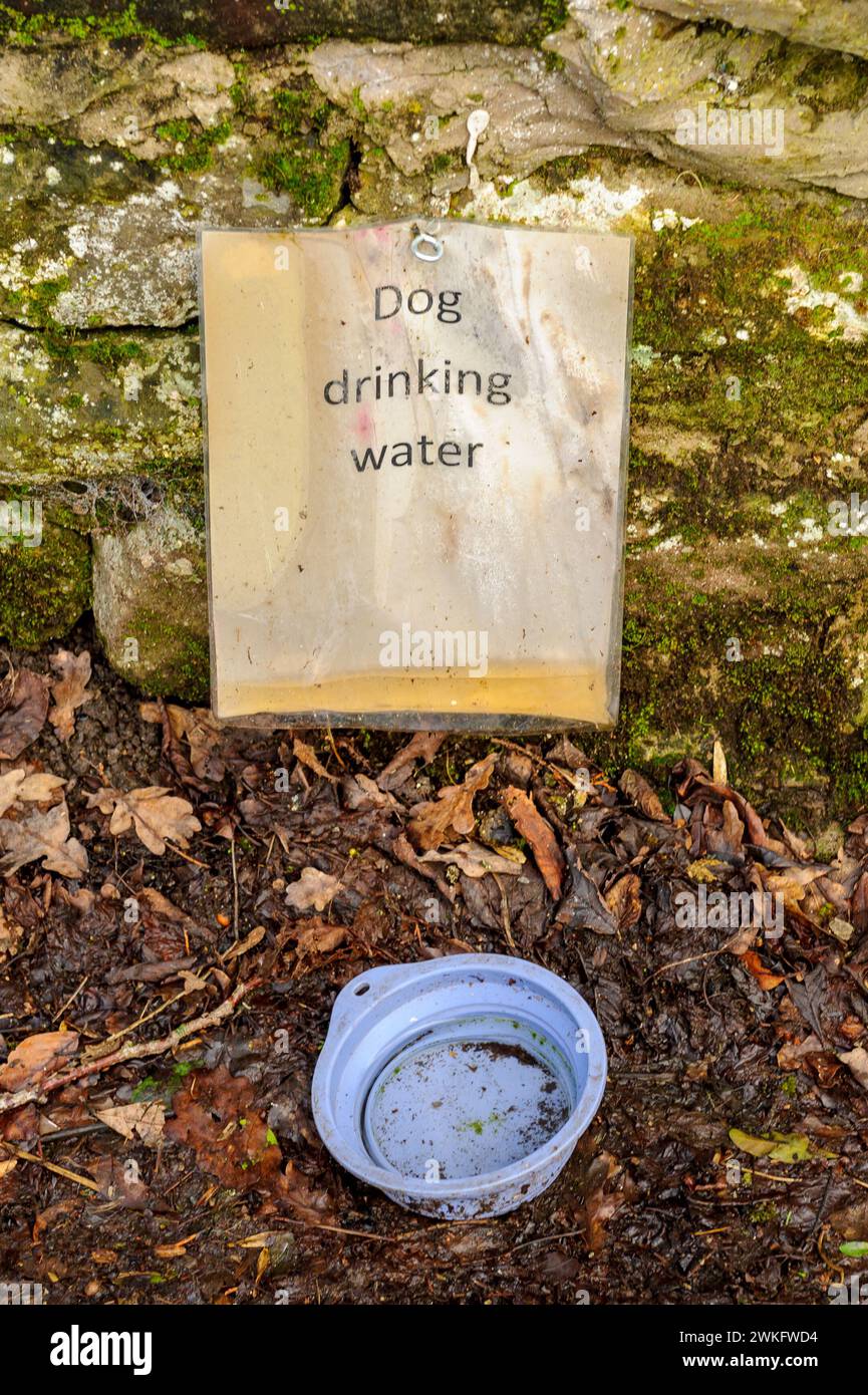 Una ciotola per bere l'acqua di un cane Foto Stock