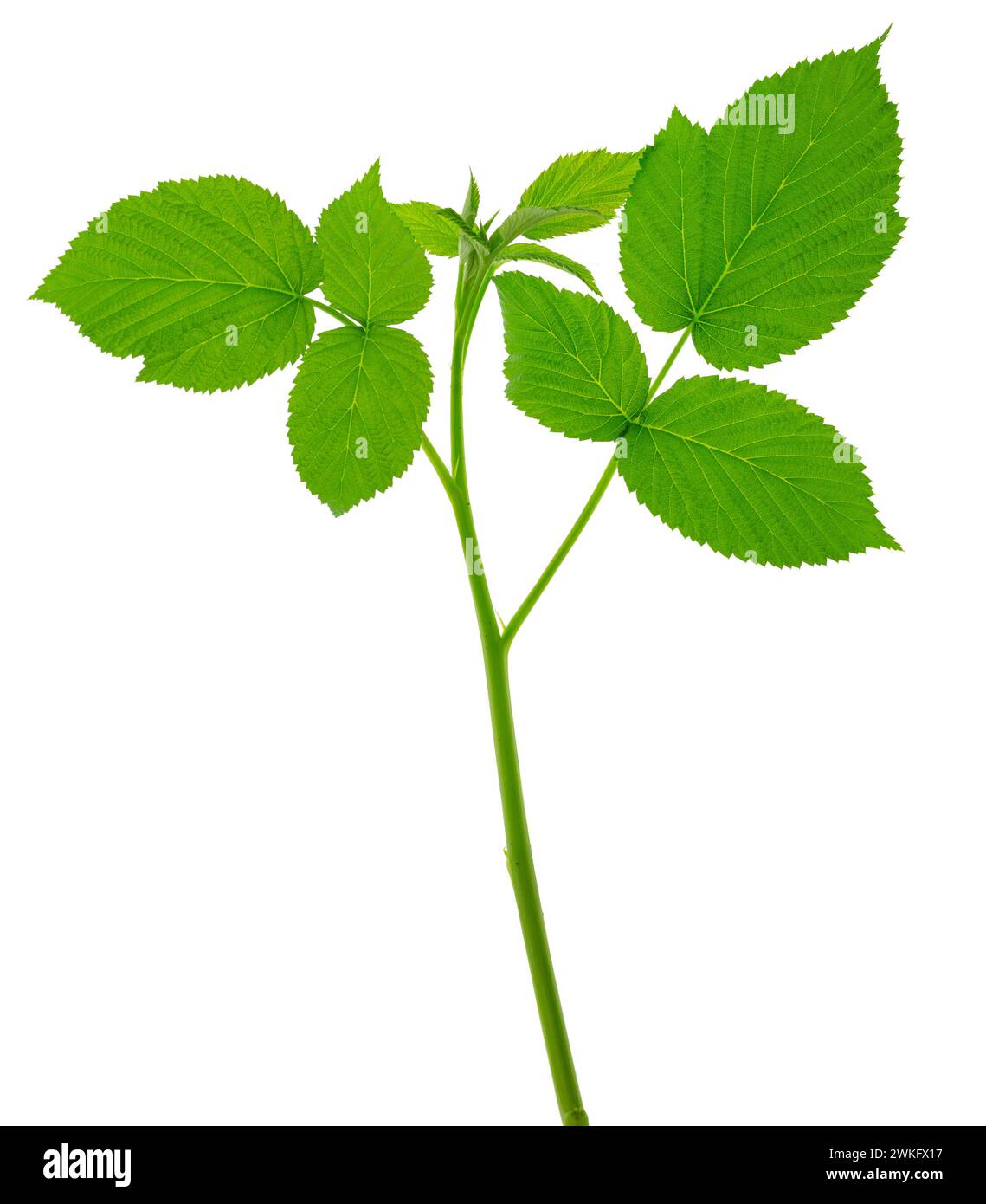 ramoscello di lampone che scatta rami con foglie verdi in via di sviluppo isolate su sfondo bianco. Gambo di lampone con foglie verdi fresche. Prodotto naturale. M Foto Stock