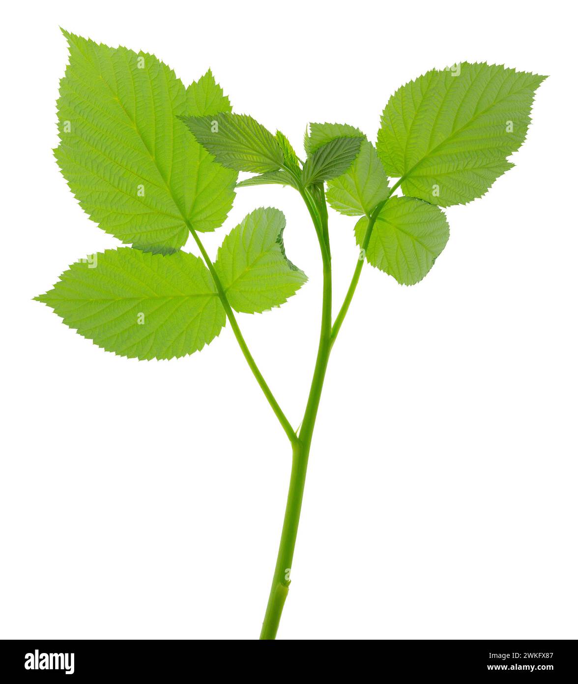 ramoscello di lampone che scatta rami con foglie verdi in via di sviluppo isolate su sfondo bianco. Gambo di lampone con foglie verdi fresche. Prodotto naturale. M Foto Stock