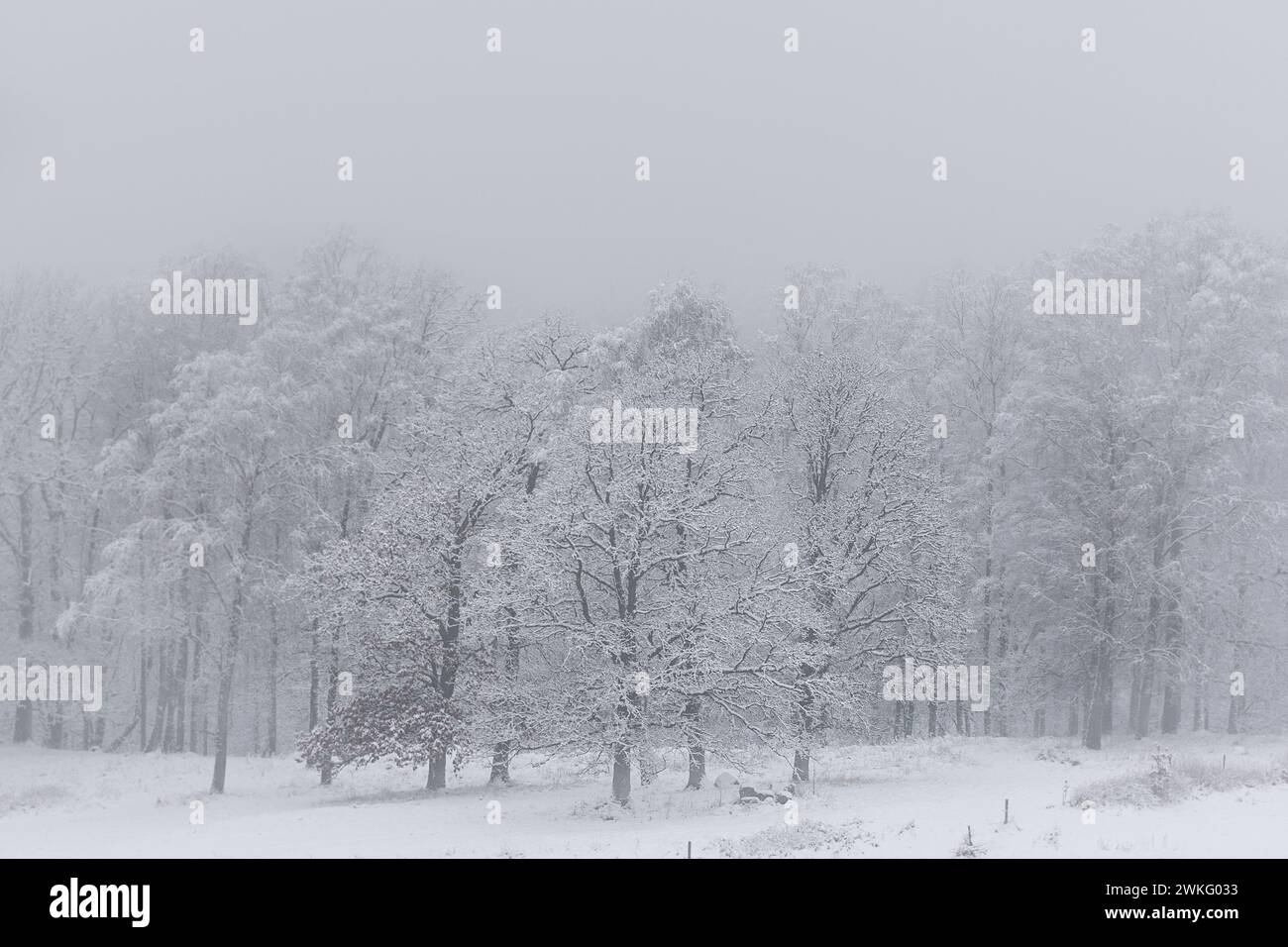 Alberi innevati con nebbia sullo sfondo. Campo con pali di recinzione in primo piano. Foto Stock