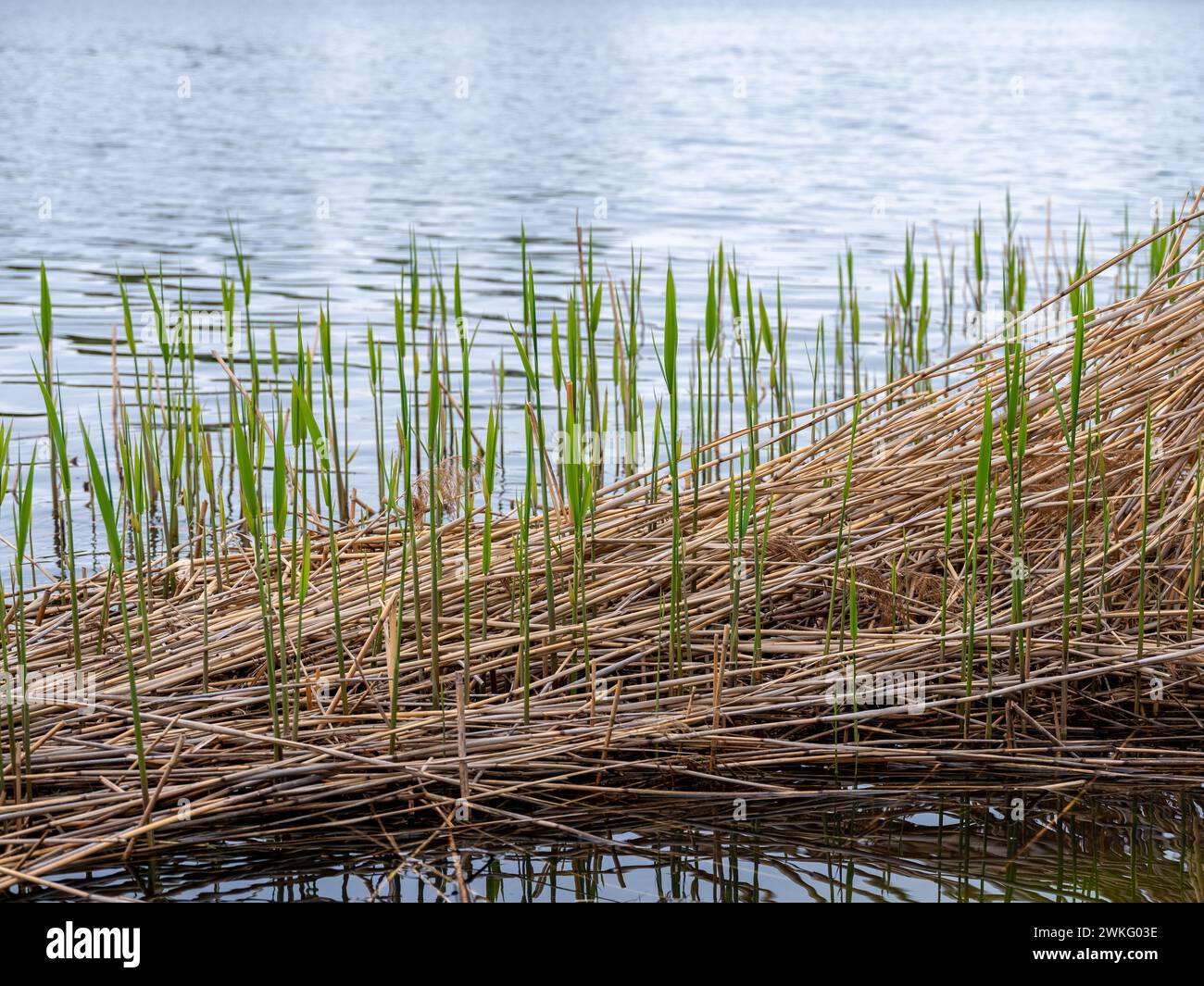 Canne secche e nuovo verde che cresce con lo sfondo del lago d'acqua Foto Stock