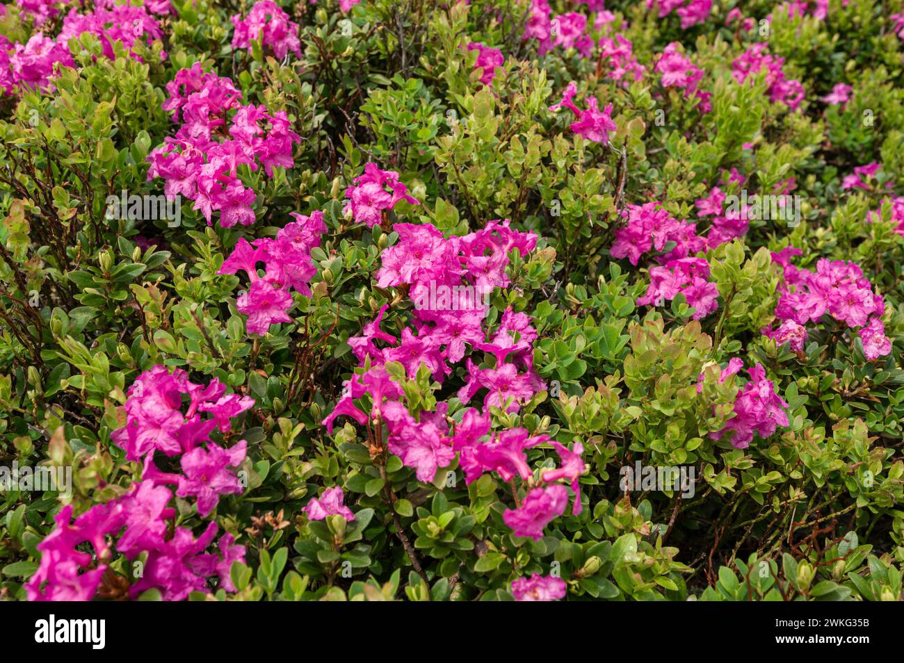 Un prato in montagna con fiori rosa rododendro, la stagione fiorente dei rododendri in montagna. Foto Stock