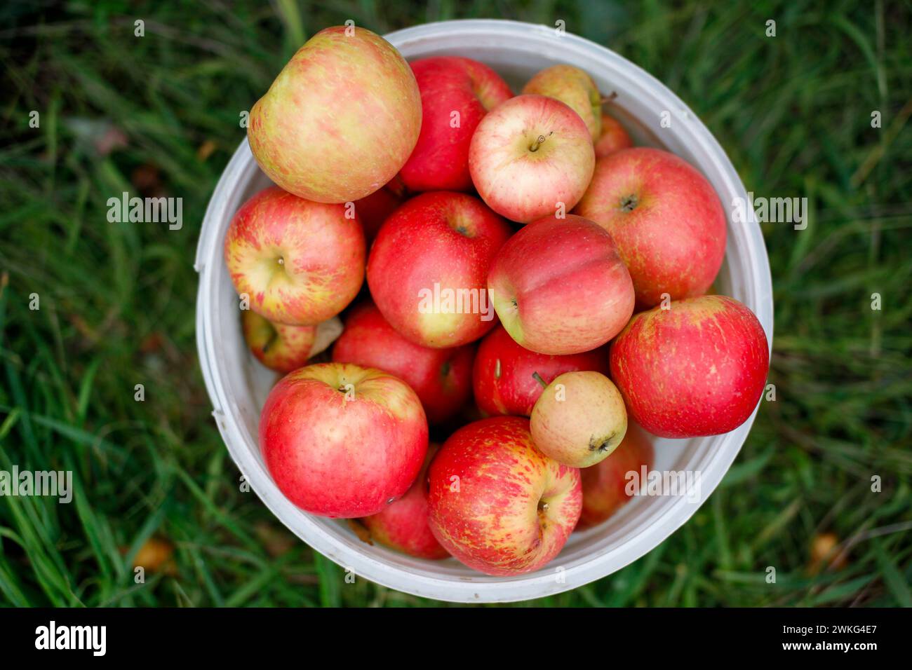 Un secchio di mele nel frutteto di raccolta delle mele in autunno in Massachusetts, Stati Uniti. Foto Stock