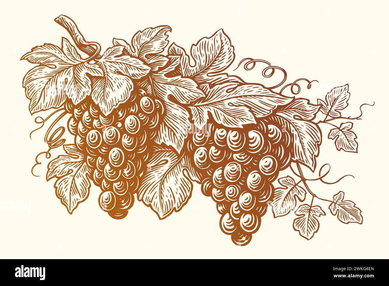 Ramo d'uva trafilato a mano con foglie. Vigneto, frutta, piante da giardino, vino biologico. Illustrazione dello schizzo vettoriale Illustrazione Vettoriale