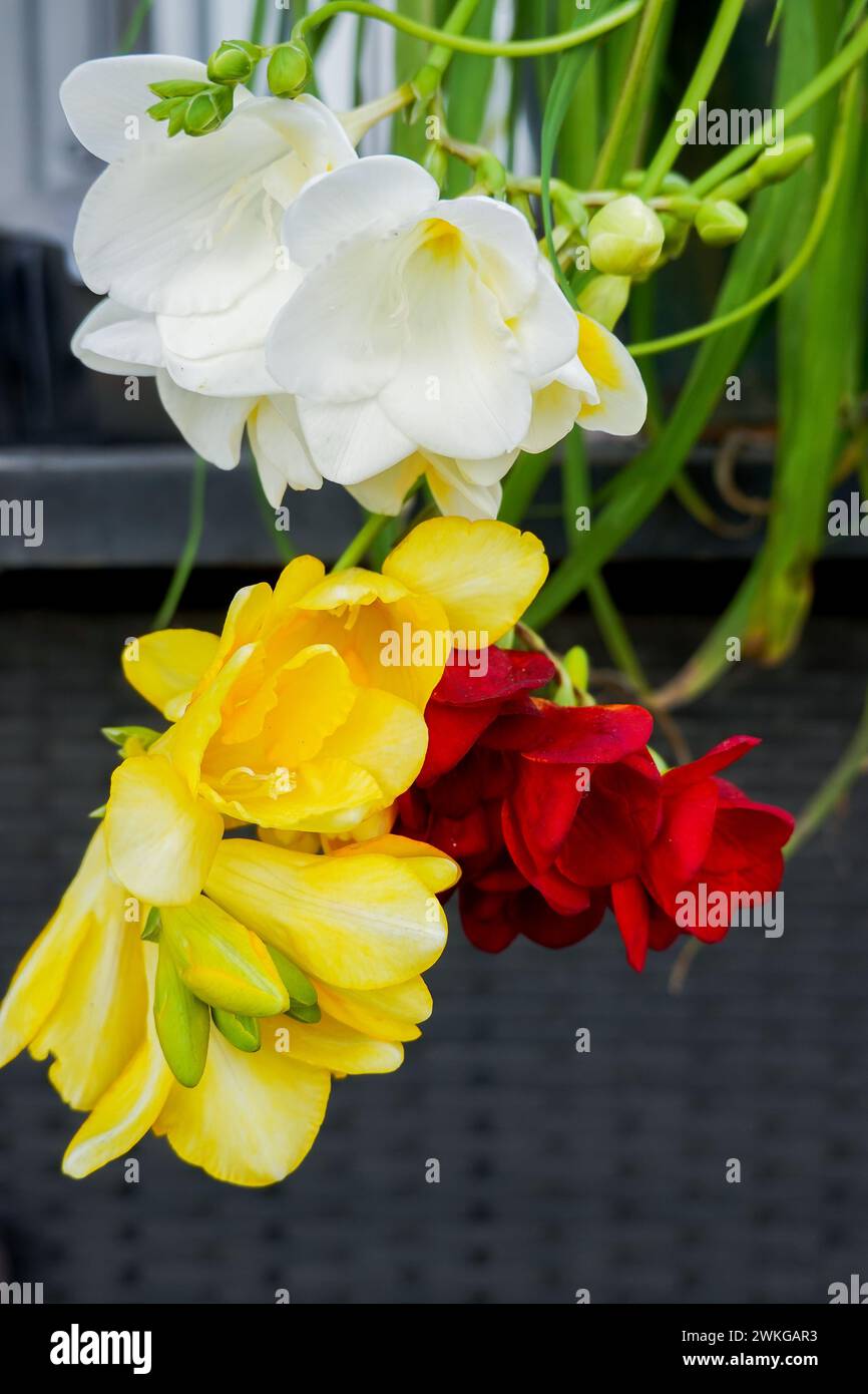 Freesia gialla, rossa e bianca che cresce in un vaso nel cortile della California meridionale. STATI UNITI Foto Stock
