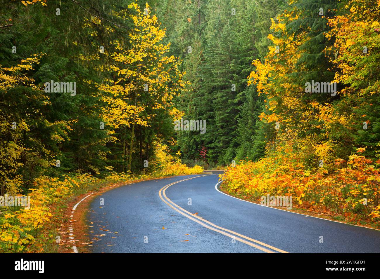 West Cascades Scenic Byway, Willamette National Forest, Oregon Foto Stock