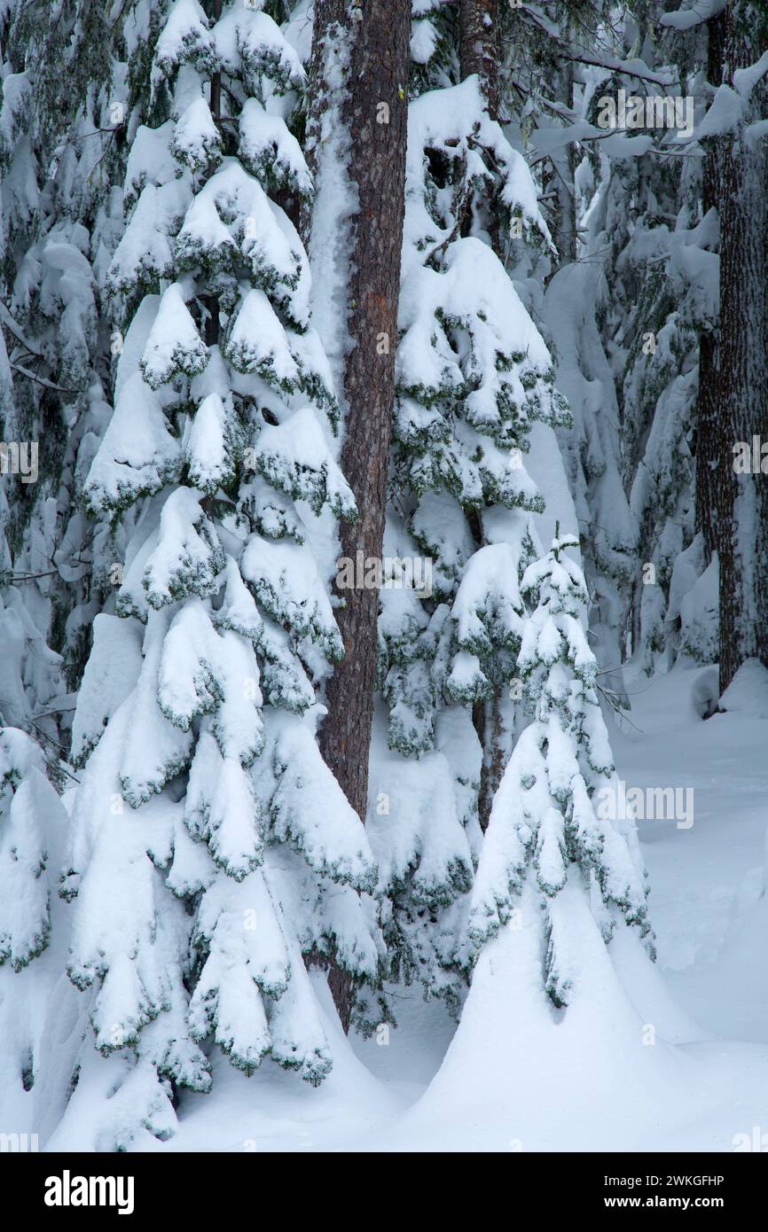 Bosco al Lago d'oro sno-park, Willamette National Forest, Oregon Foto Stock