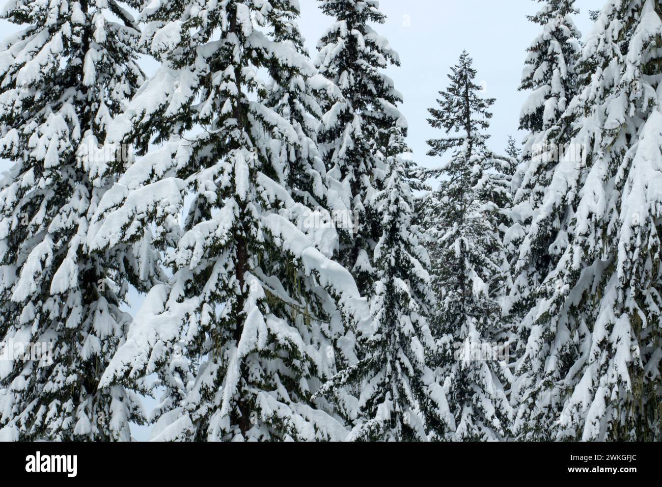 Foresta di inverno di Waldo Lago sno-park, Willamette National Forest, Oregon Foto Stock