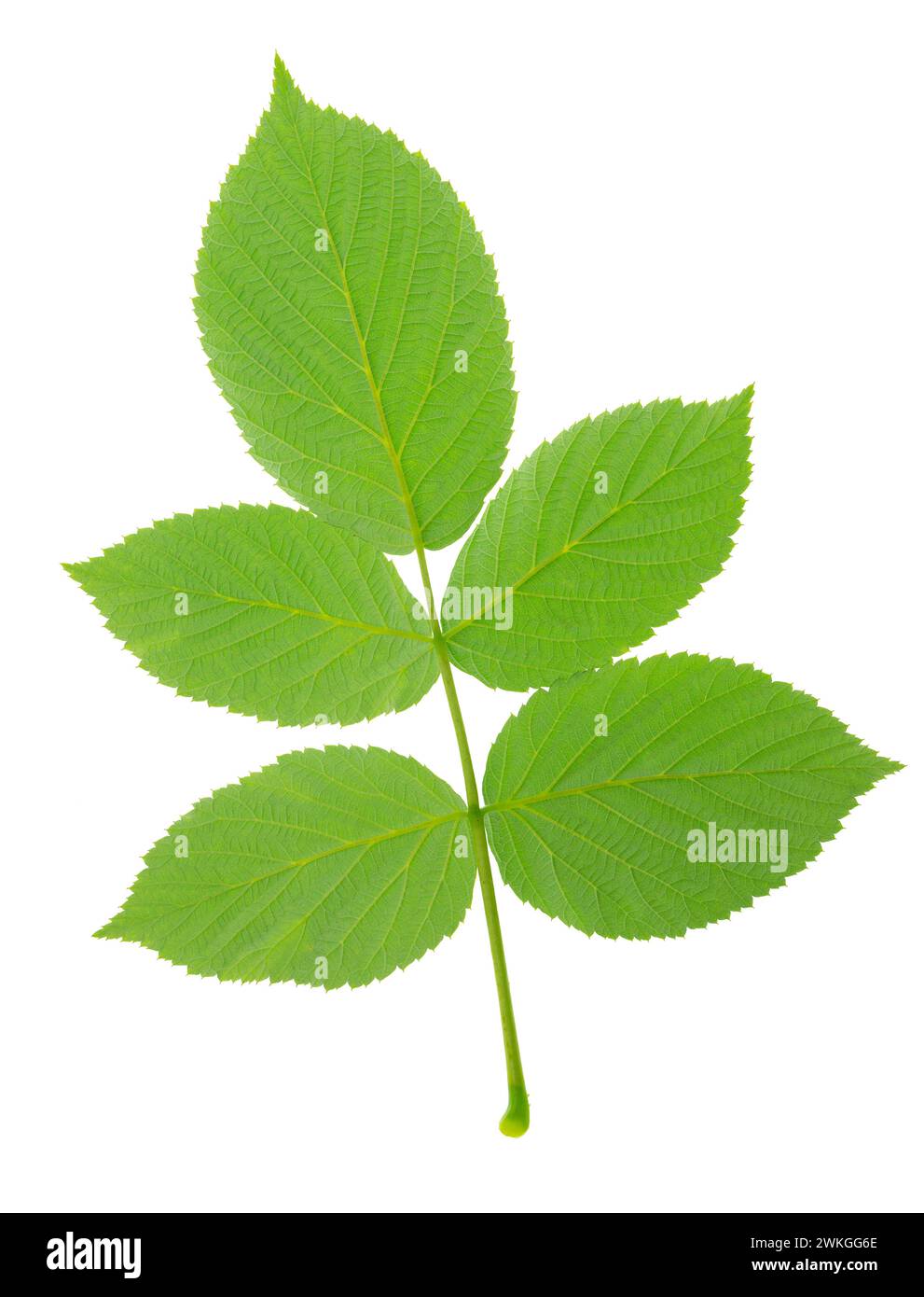 Un ciuffo di lamponi. Isolato su sfondo bianco. Per il tuo progetto. Adatto per libri di cucina, ricette, grembiuli, accessori per la cucina, adesivi, dishe Foto Stock