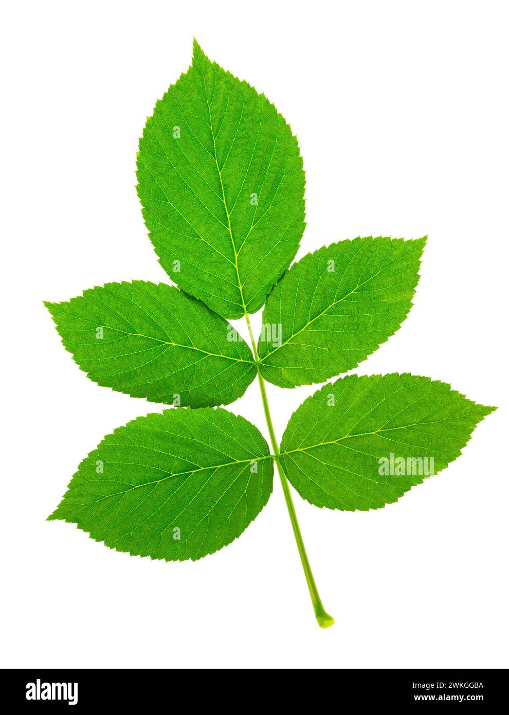 Un ciuffo di lamponi. Isolato su sfondo bianco. Per il tuo progetto. Adatto per libri di cucina, ricette, grembiuli, accessori per la cucina, adesivi, dishe Foto Stock