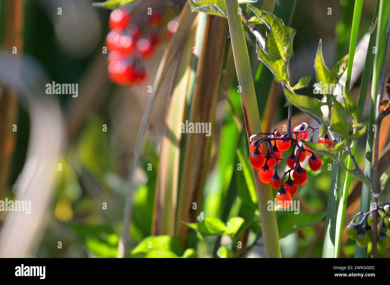 Frutti di bosco amarognolo Foto Stock