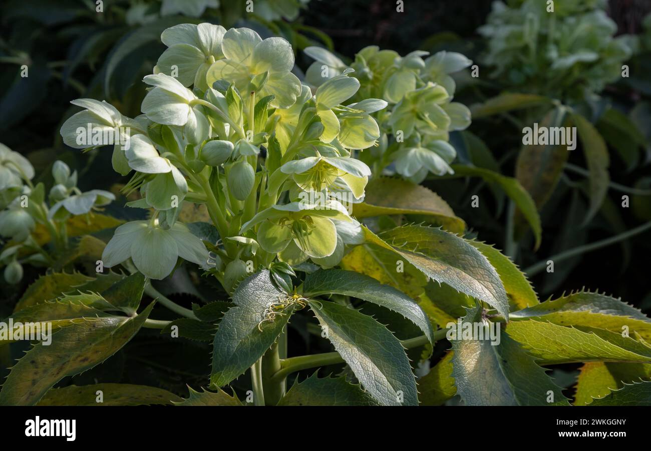 Attraenti fiori verdi di Hellebore corso o argutifolius "Pizzo d'Argento" che fioriscono con uno sfondo di foglie nel tardo inverno e all'inizio della primavera, SP Foto Stock
