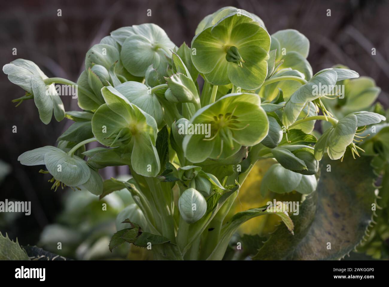 Attraenti fiori verdi di Hellebore corso o argutifolius "Pizzo d'Argento" che fioriscono con uno sfondo di foglie nel tardo inverno e all'inizio della primavera, SP Foto Stock