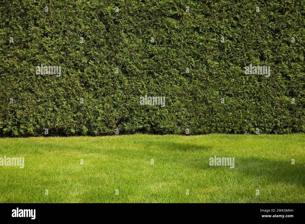 Alta Thuja occidentalis - siepe di cedro e prato verde nel cortile in estate. Foto Stock