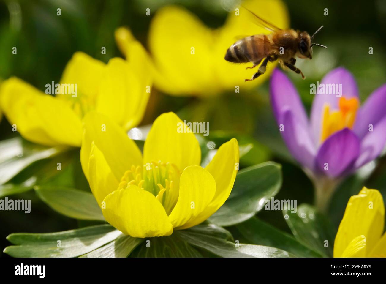 Aconiti invernali (Eranthis hyemalis), api, febbraio, Germania Foto Stock