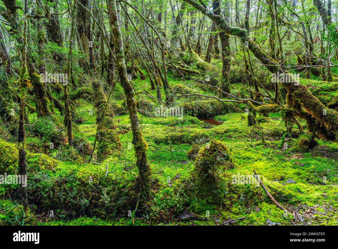 Vegetazione con foresta e muschi ai piedi del ghiacciaio Aguila, Parco Nazionale Alberto de Agostini, Viale dei ghiacciai, Artico cileno Foto Stock