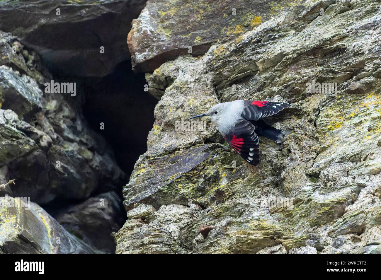 Wallcreeper (Tichodroma muraria) che si forgia su un muro, fauna selvatica, Germania Foto Stock