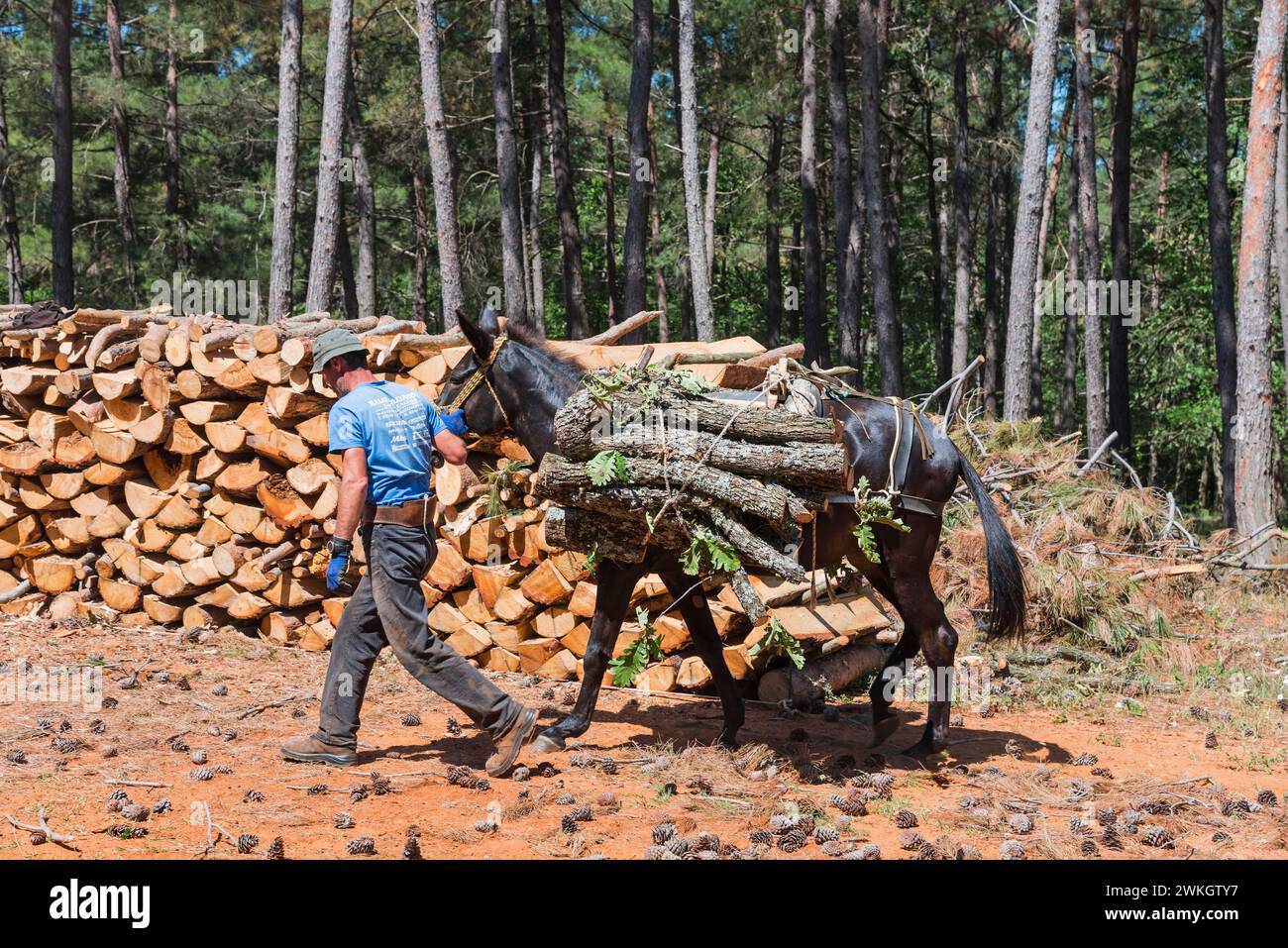 Un operaio conduce un mulo carico vicino a un mucchio di legno nella foresta, vicino a Soufli, Macedonia orientale e Tracia, Grecia Foto Stock