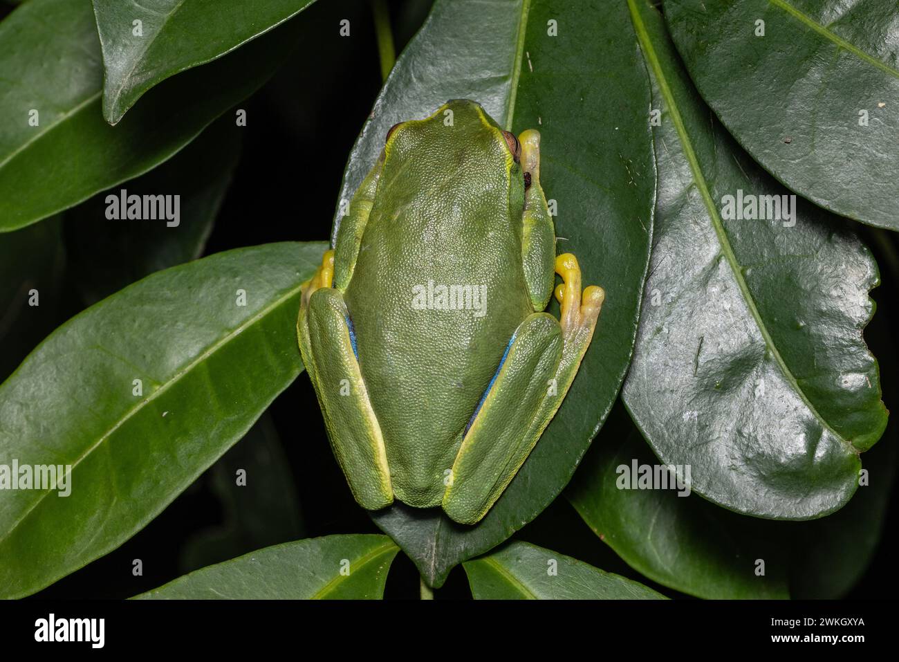 Rana australiana Dainty Tree che riposa su foglie verdi Foto Stock