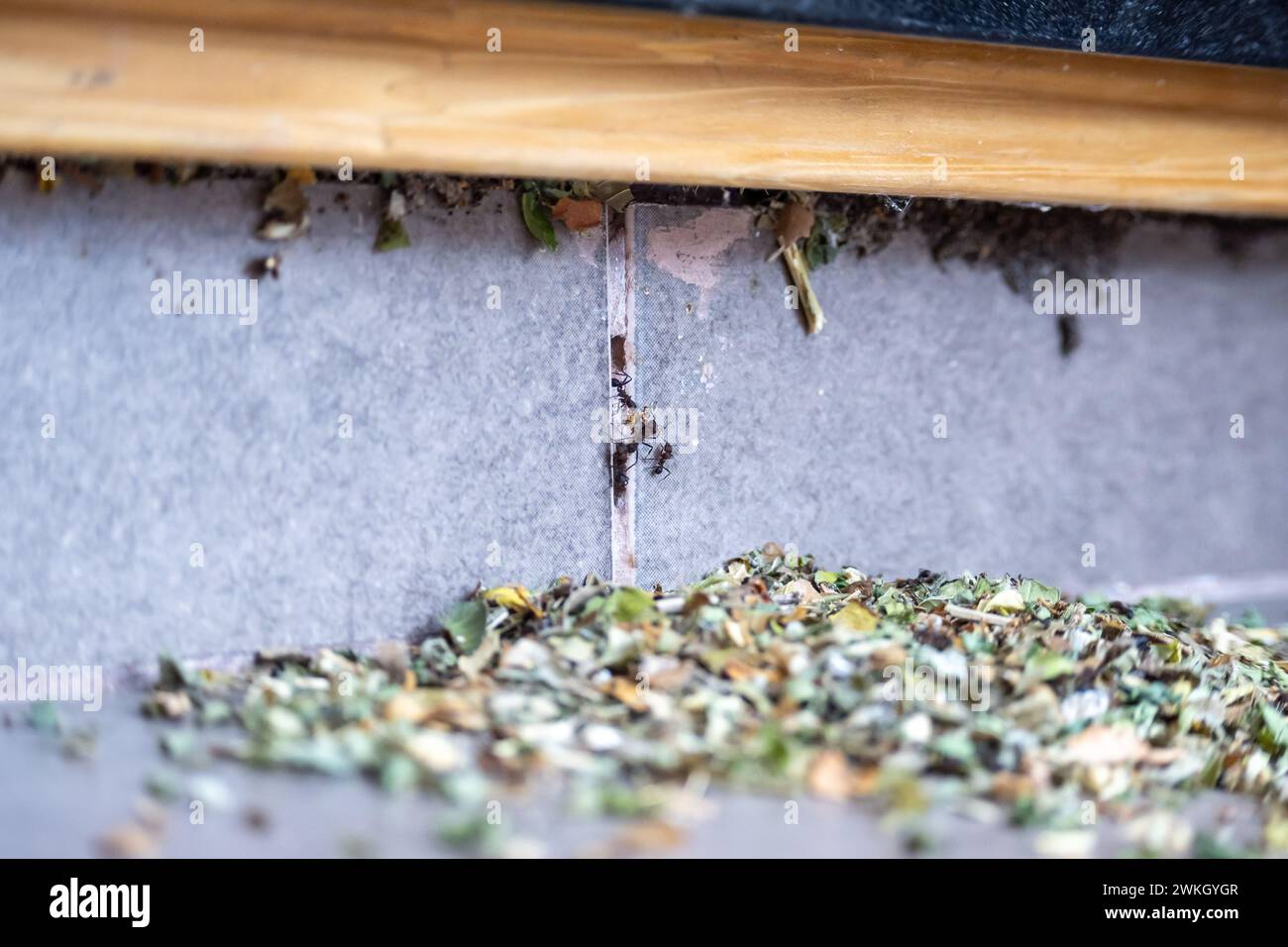 Formiche nere comuni che invadono una casa. Hanno foglie e stanno preparando il loro nido. Foto Stock