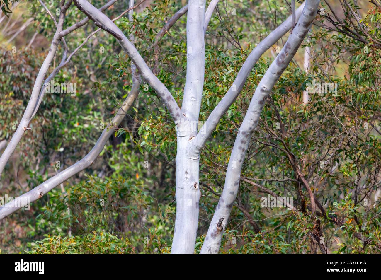 Fotografia del tronco principale e dei rami di un albero di gomma nelle Blue Mountains nel nuovo Galles del Sud in Australia Foto Stock
