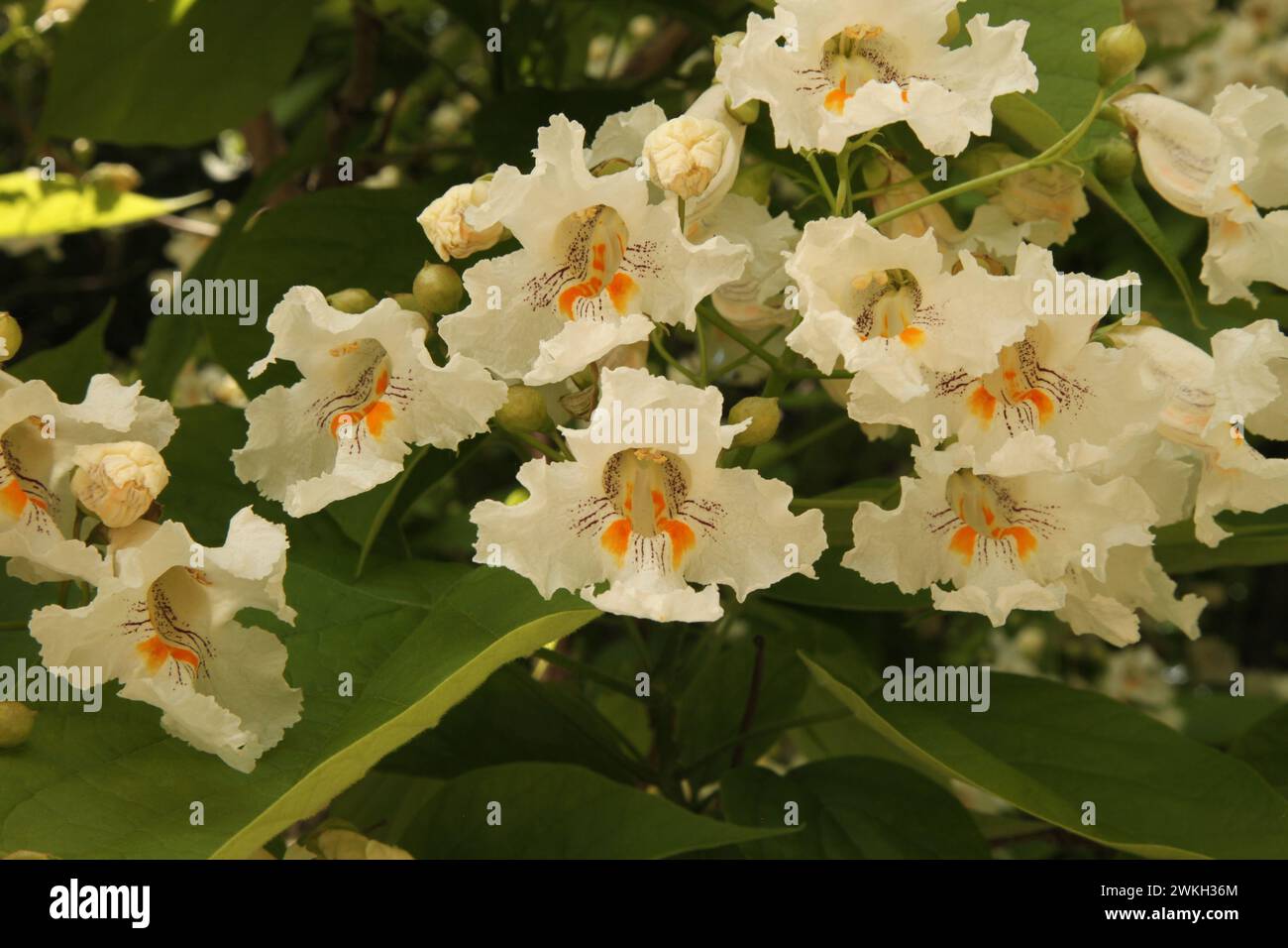 Catalpa Tree (Catalpa) fiori bianchi e foglie verdi all'esterno del Montana Foto Stock