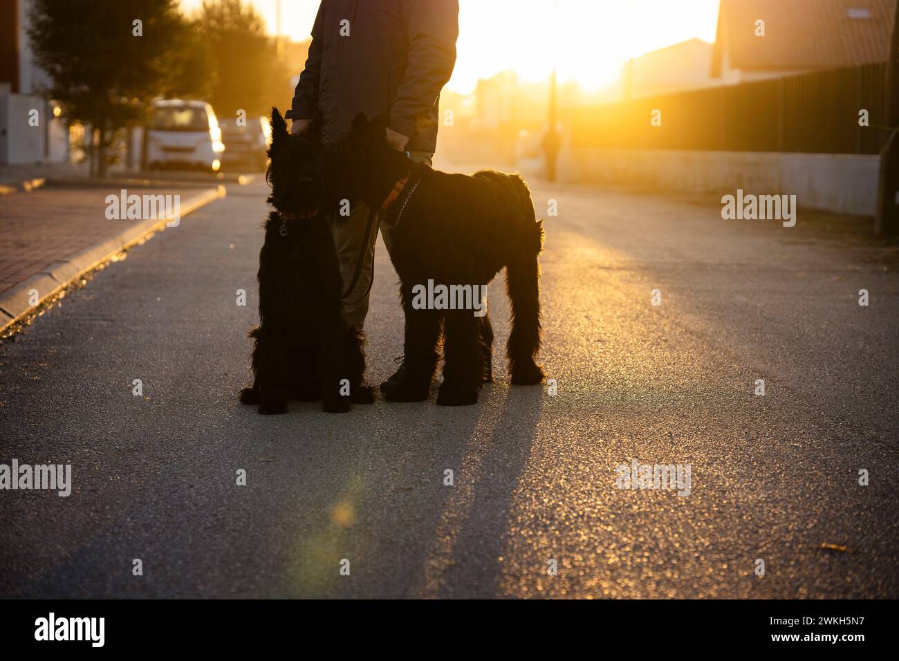 Un uomo con due cani che camminano Foto Stock