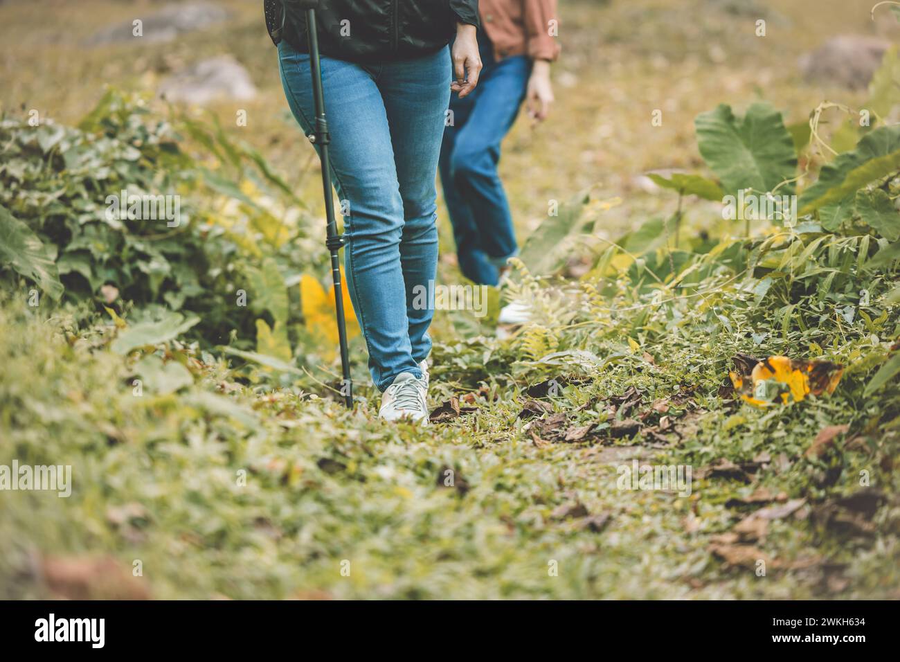 persone natura turista a piedi trekking avventura nel parco nazionale della foresta attività di vacanza stile di vita sano Foto Stock
