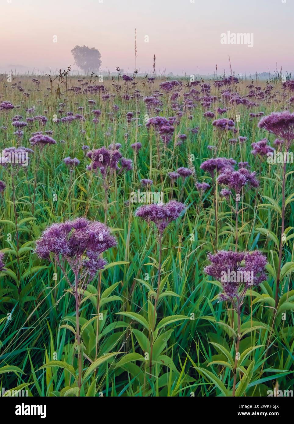Joe Pye Weed fiorisce in profusione presso la Springbring Prairie Forest Preserve, DuPage County, Illinois Foto Stock